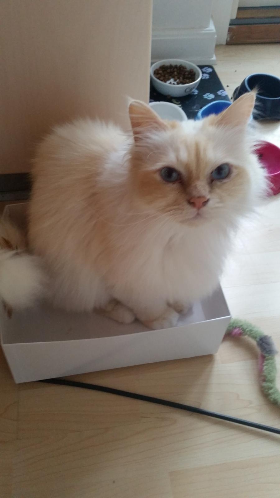 Hellig Birma Sid billede 15