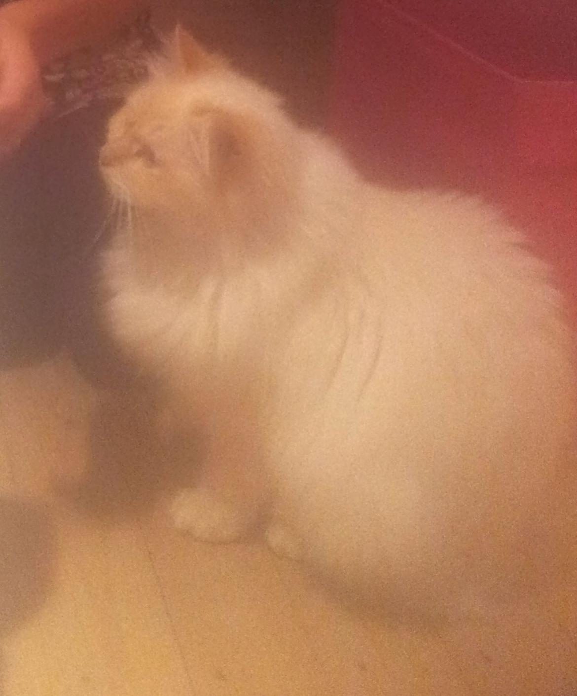 Hellig Birma Sid billede 2