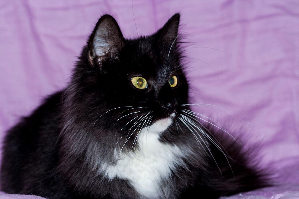 Norsk Skovkat Dk Himmark`s Holly billede 1