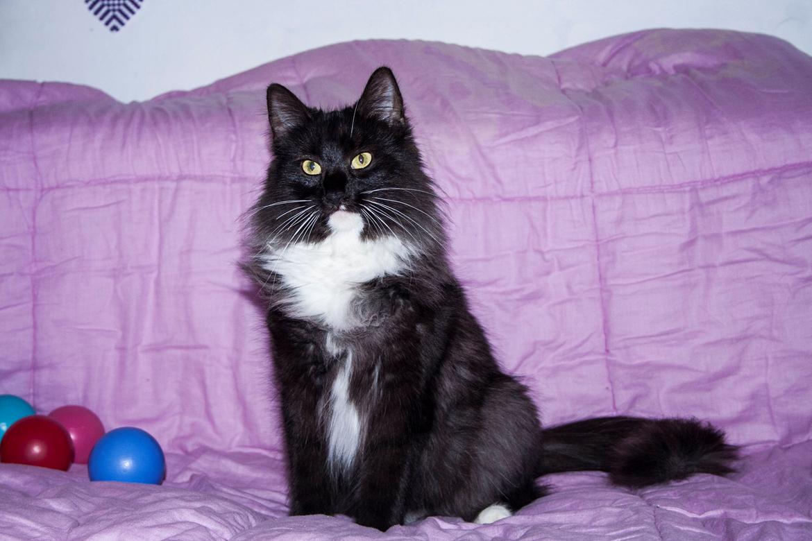 Norsk Skovkat Dk Himmark`s Holly billede 3