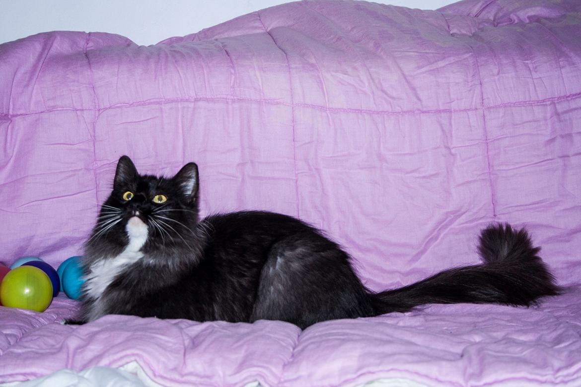 Norsk Skovkat Dk Himmark`s Holly billede 2