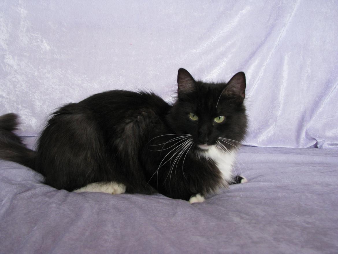 Norsk Skovkat Dk Himmark`s Holly billede 5