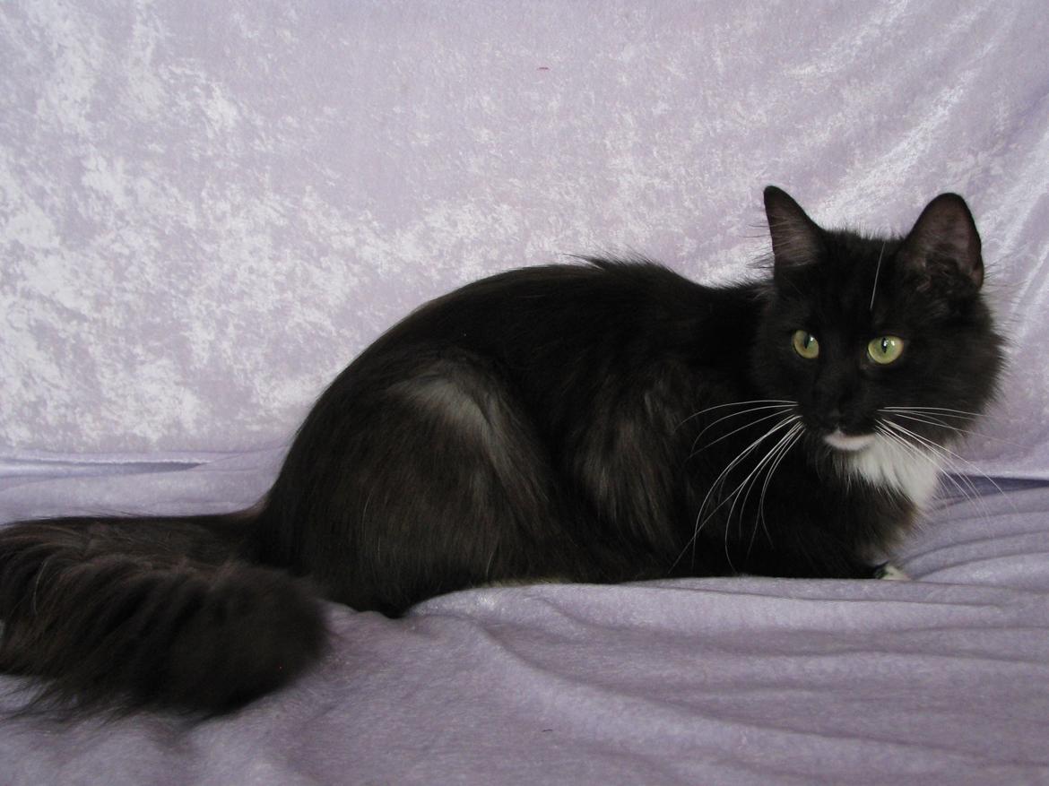 Norsk Skovkat Dk Himmark`s Holly billede 6