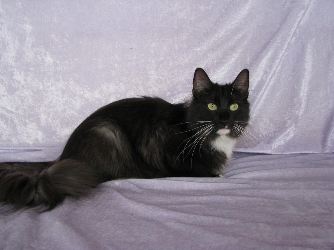 Norsk Skovkat Dk Himmark`s Holly billede 7