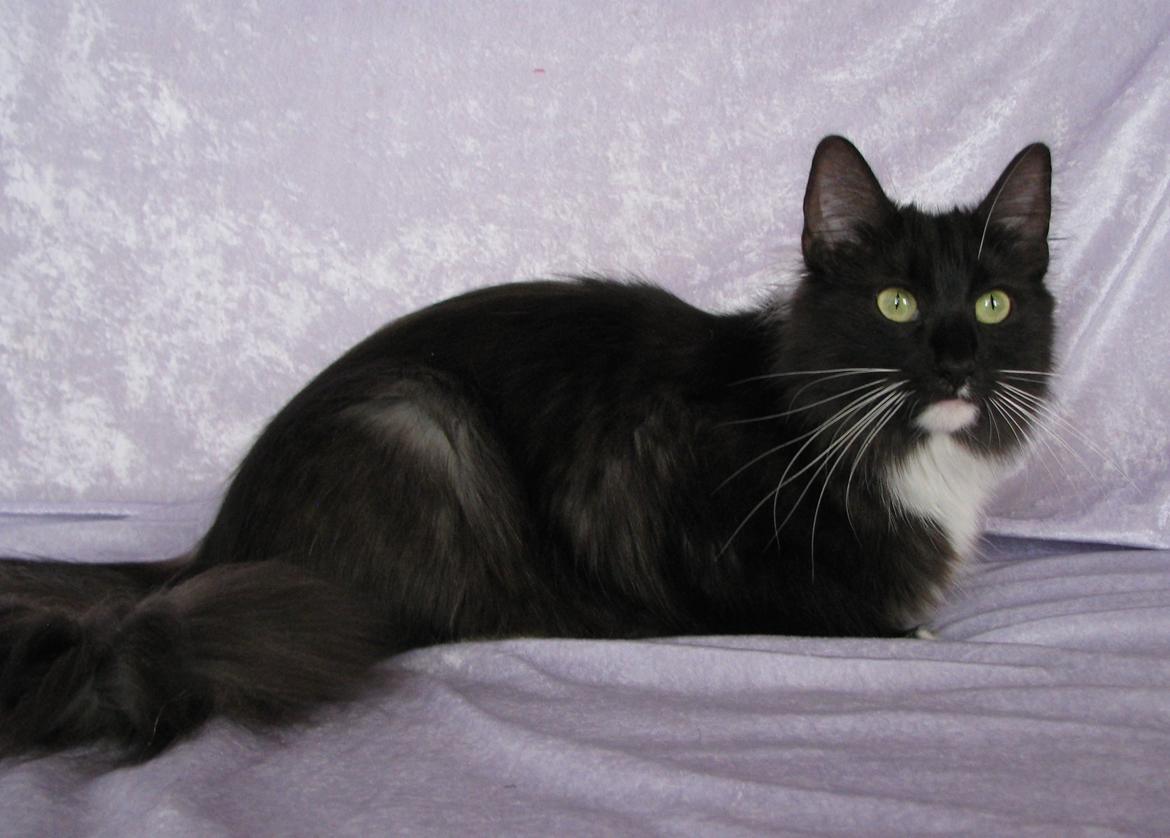 Norsk Skovkat Dk Himmark`s Holly billede 8