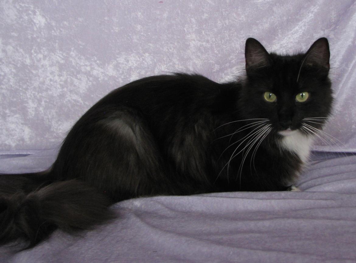 Norsk Skovkat Dk Himmark`s Holly billede 9