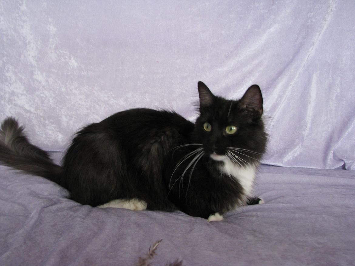 Norsk Skovkat Dk Himmark`s Holly billede 4