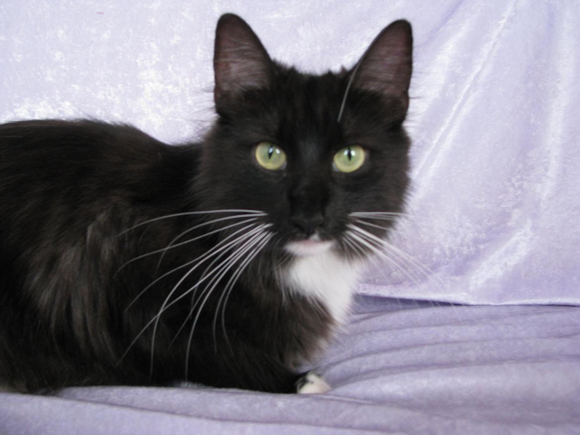 Norsk Skovkat Dk Himmark`s Holly billede 10