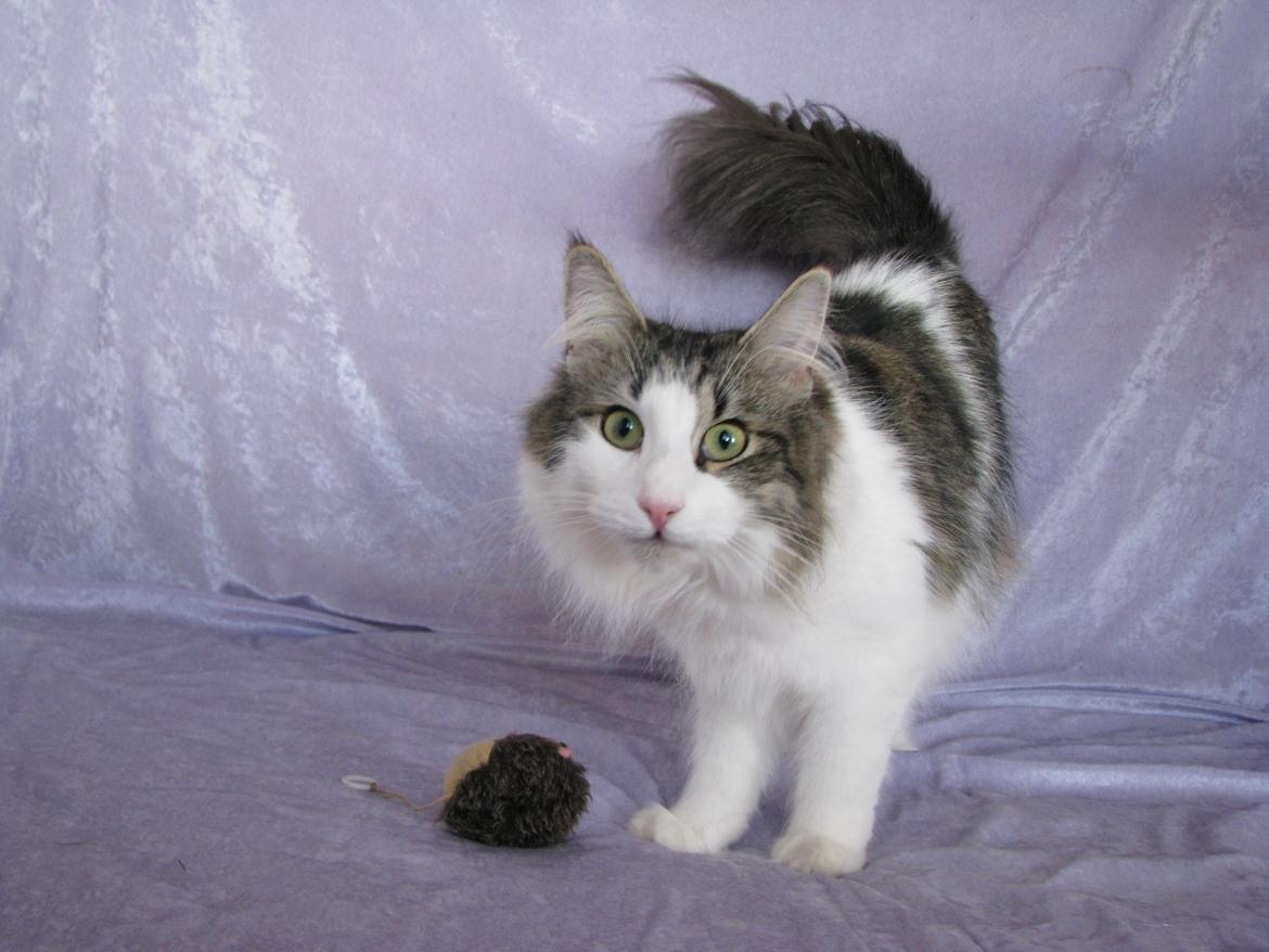 Norsk Skovkat Dk Zekapes Chanel billede 3