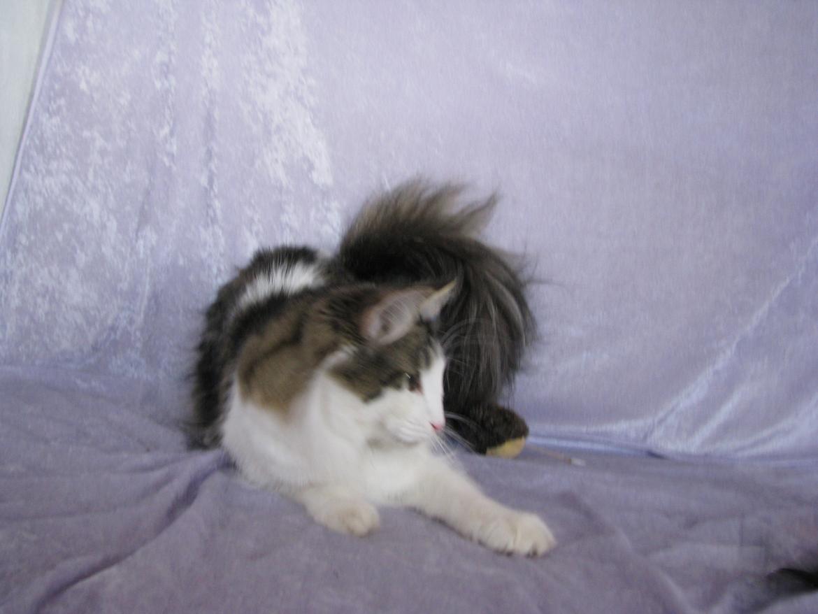 Norsk Skovkat Dk Zekapes Chanel billede 4