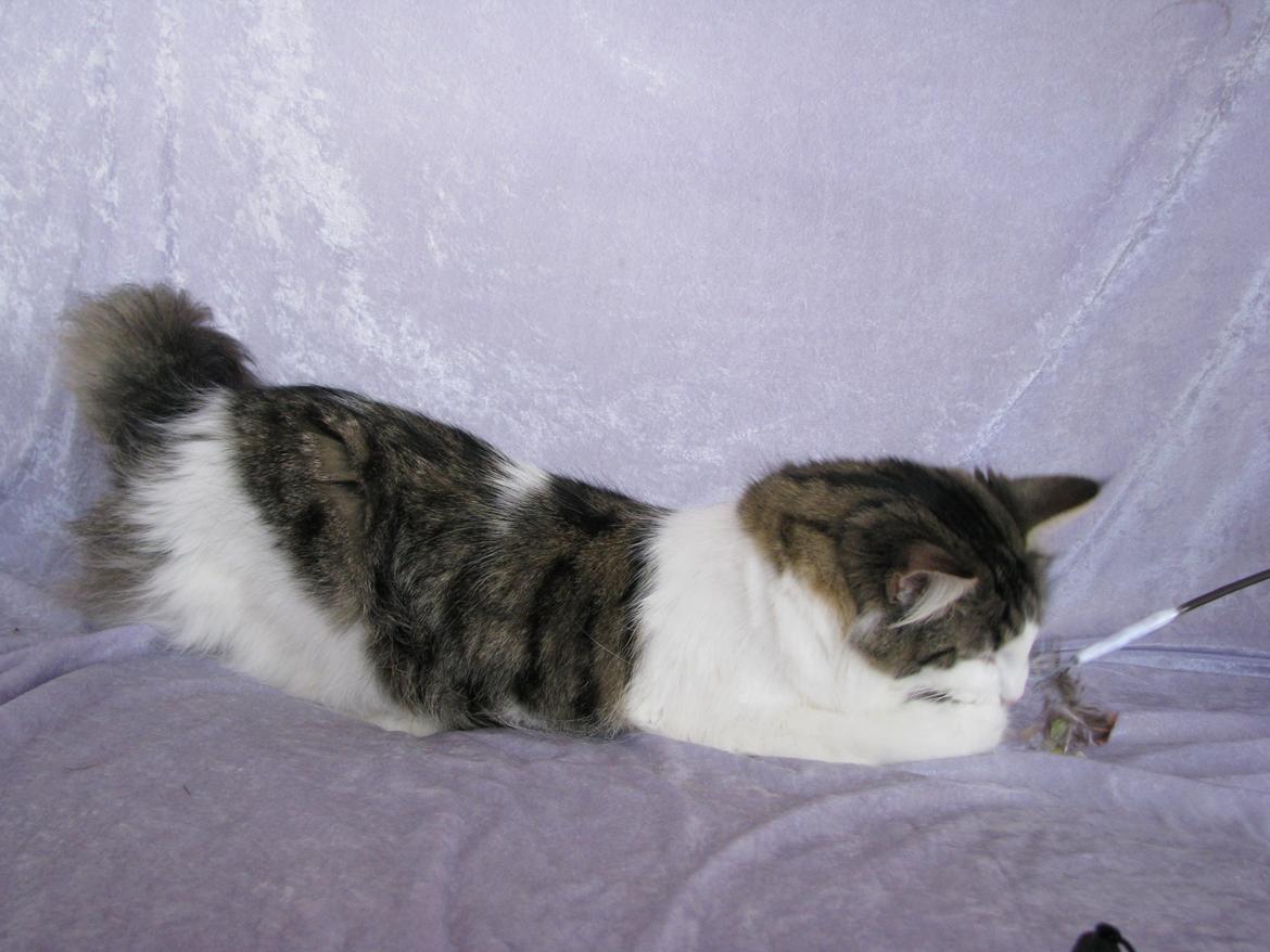 Norsk Skovkat Dk Zekapes Chanel billede 5