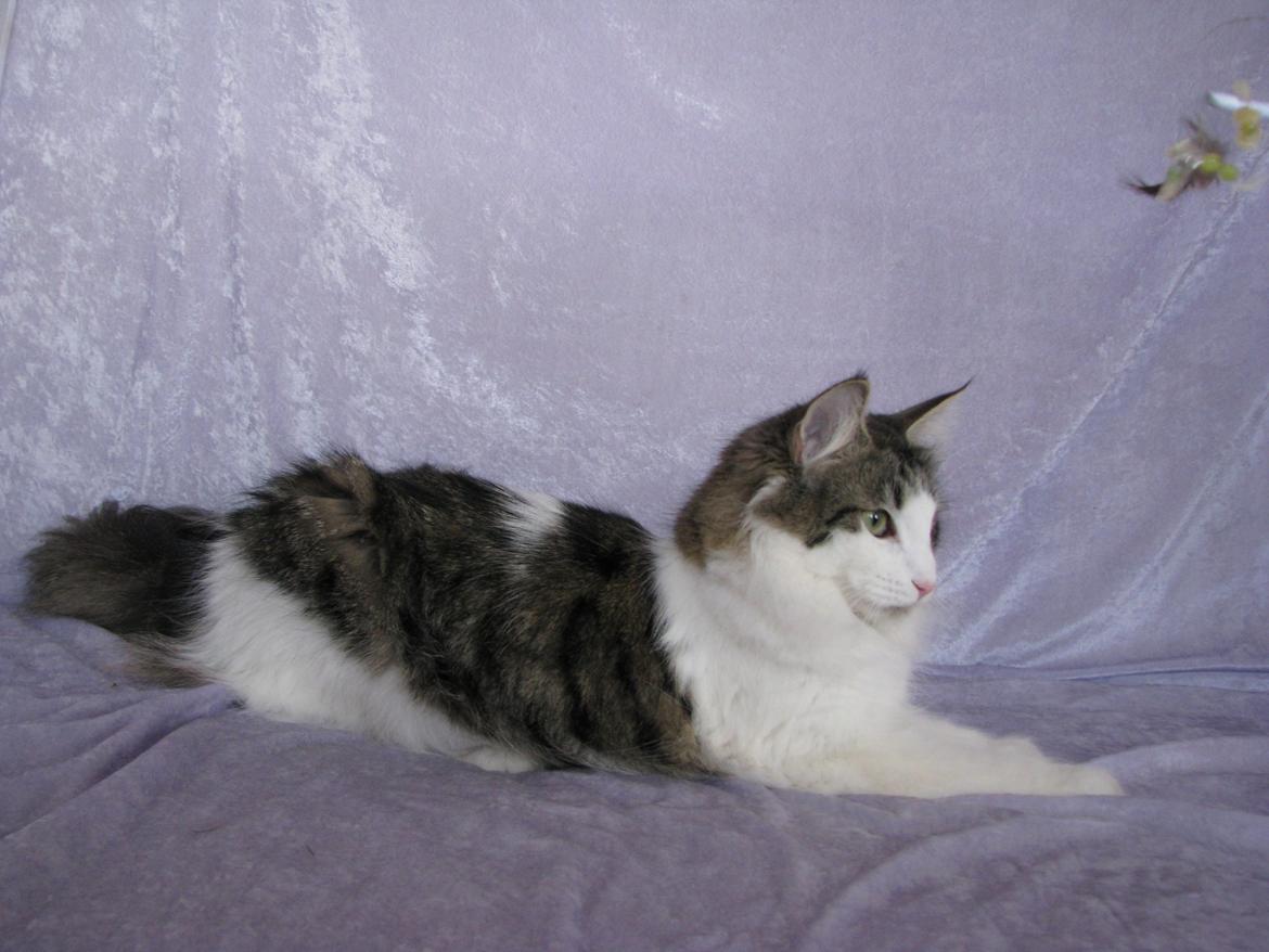 Norsk Skovkat Dk Zekapes Chanel billede 6