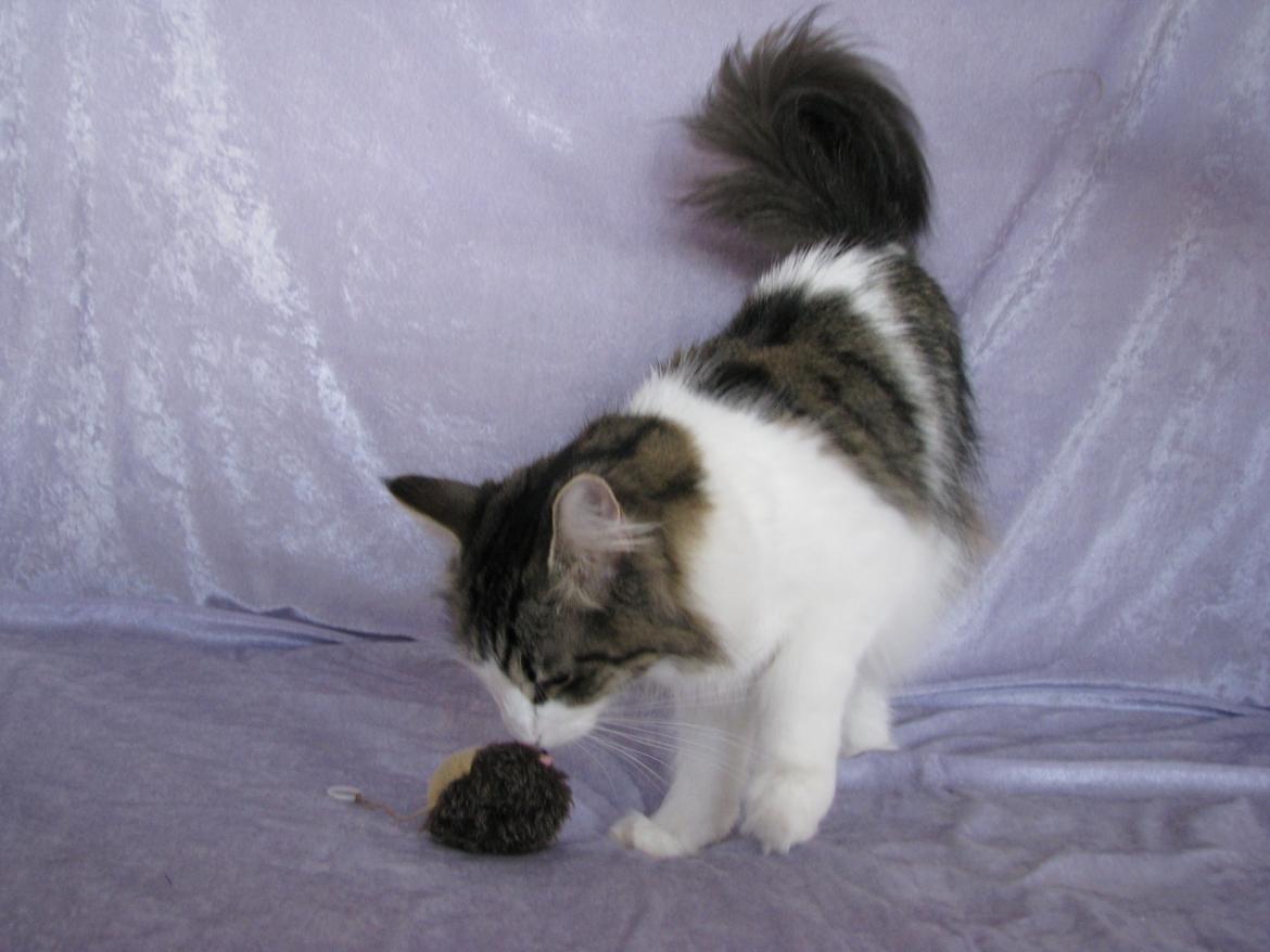 Norsk Skovkat Dk Zekapes Chanel billede 2