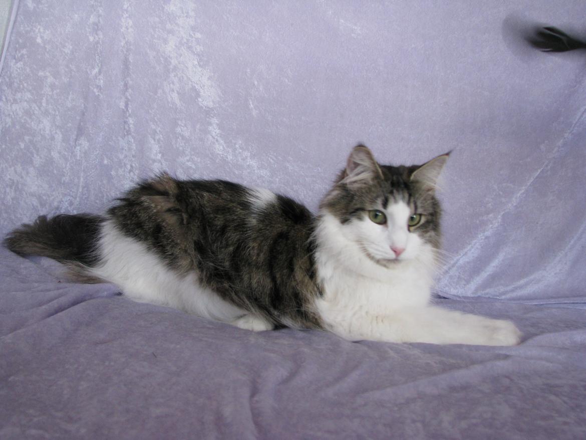 Norsk Skovkat Dk Zekapes Chanel billede 7