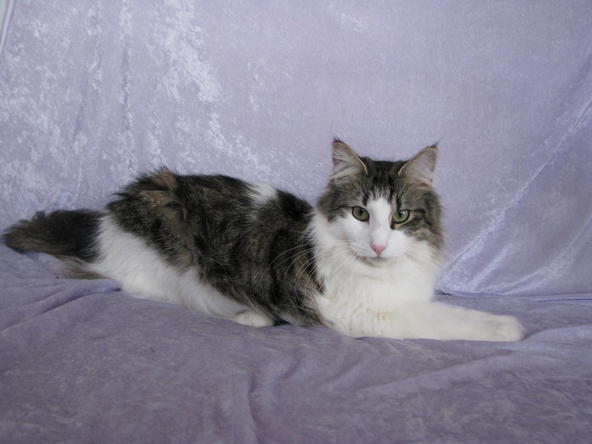 Norsk Skovkat Dk Zekapes Chanel billede 8