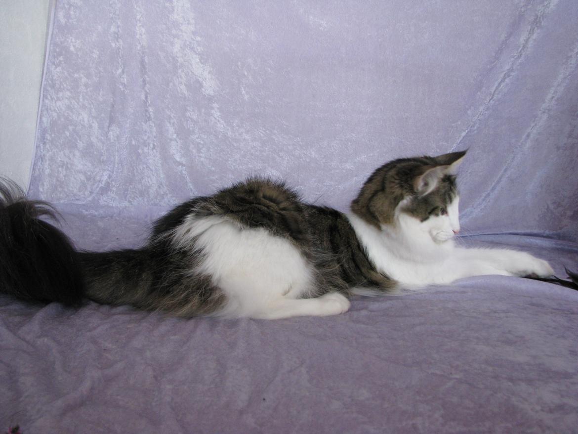 Norsk Skovkat Dk Zekapes Chanel billede 9