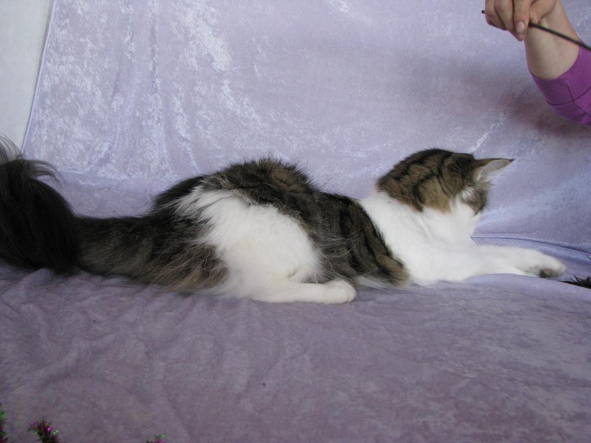 Norsk Skovkat Dk Zekapes Chanel billede 10