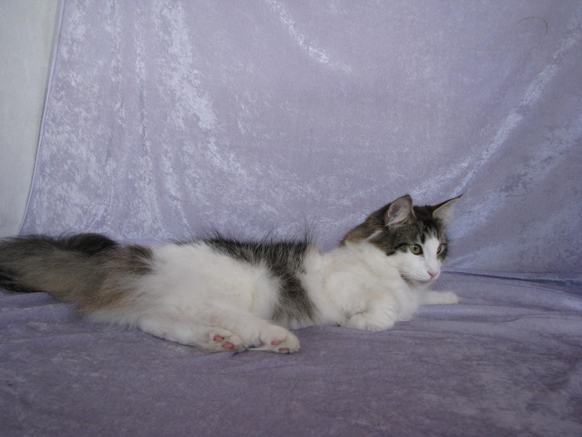 Norsk Skovkat Dk Zekapes Chanel billede 11