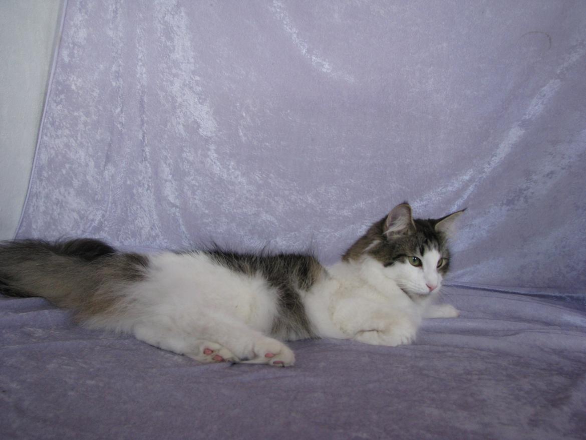 Norsk Skovkat Dk Zekapes Chanel billede 12