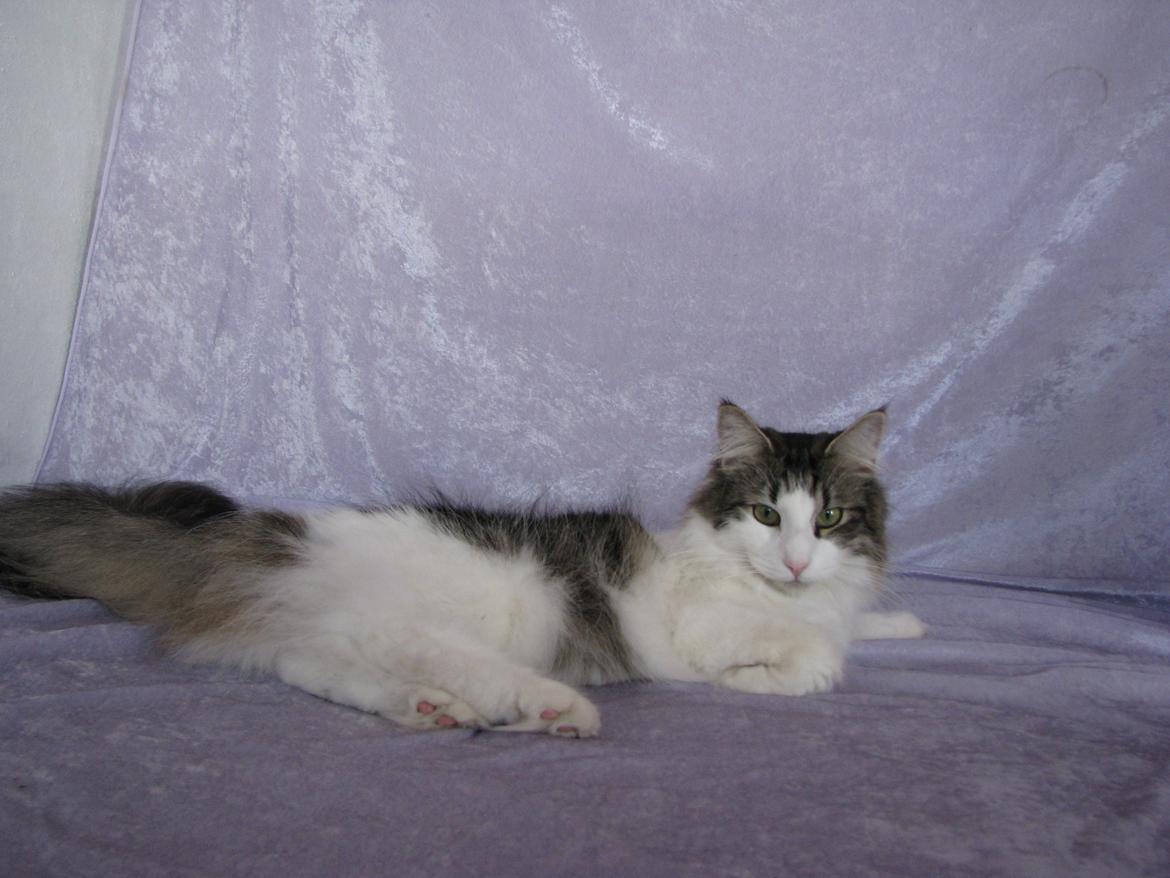 Norsk Skovkat Dk Zekapes Chanel billede 13