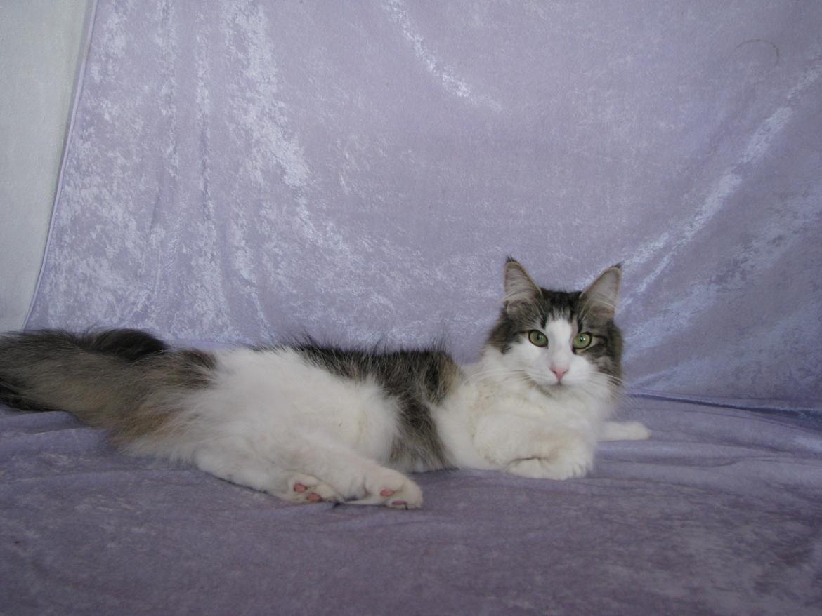 Norsk Skovkat Dk Zekapes Chanel billede 14