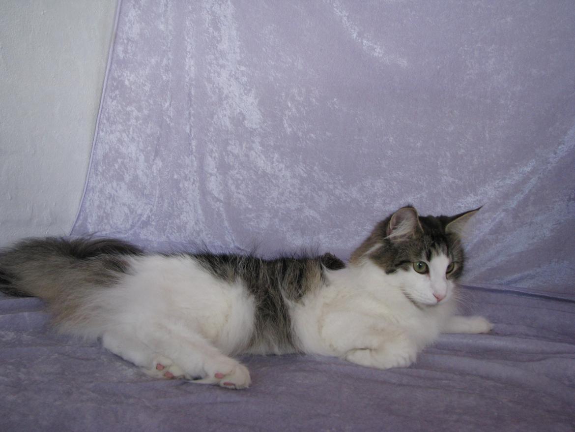 Norsk Skovkat Dk Zekapes Chanel billede 15