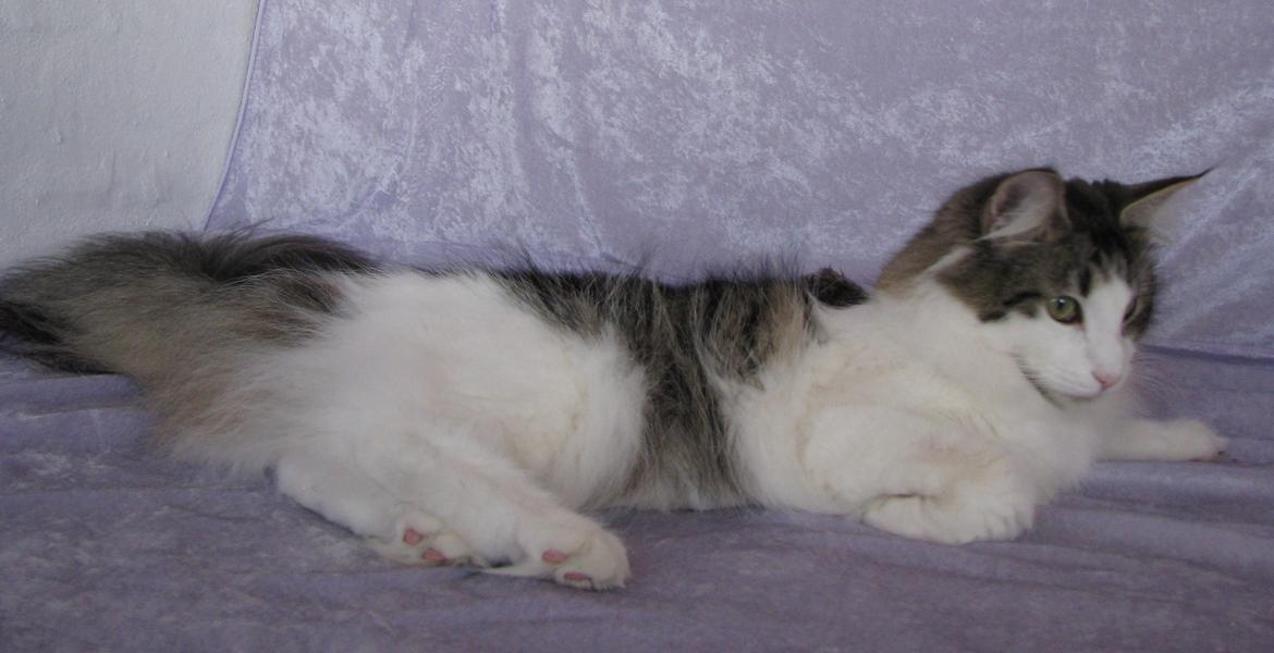 Norsk Skovkat Dk Zekapes Chanel billede 16