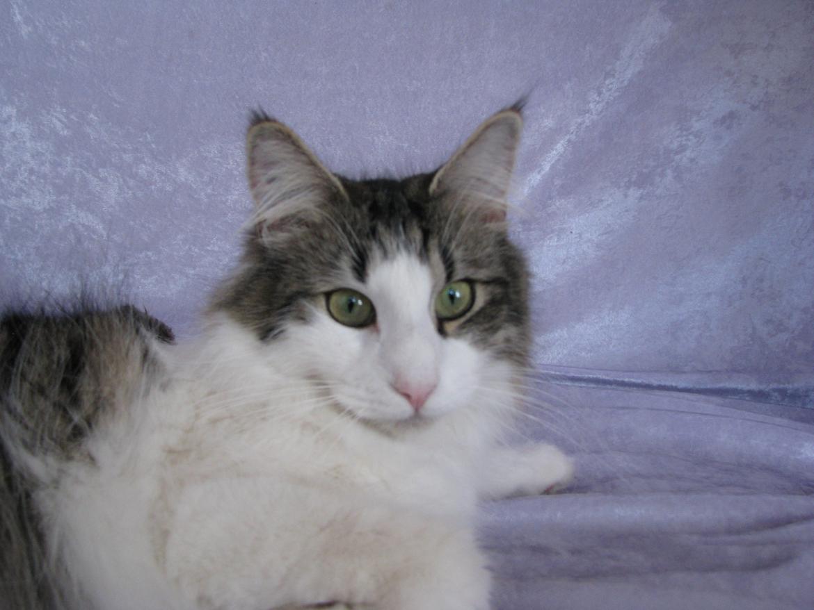 Norsk Skovkat Dk Zekapes Chanel billede 1