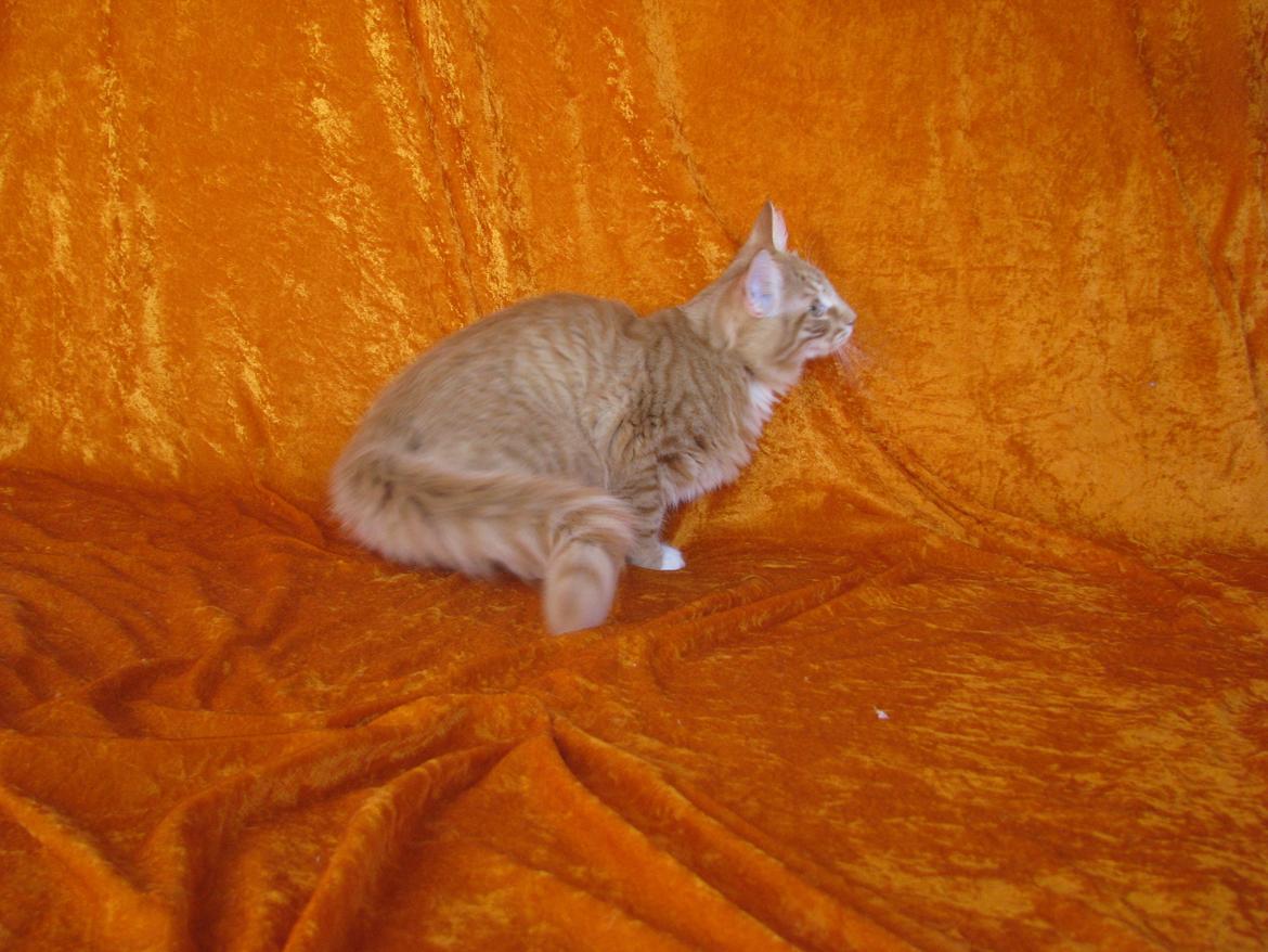 Norsk Skovkat Bil billede 3