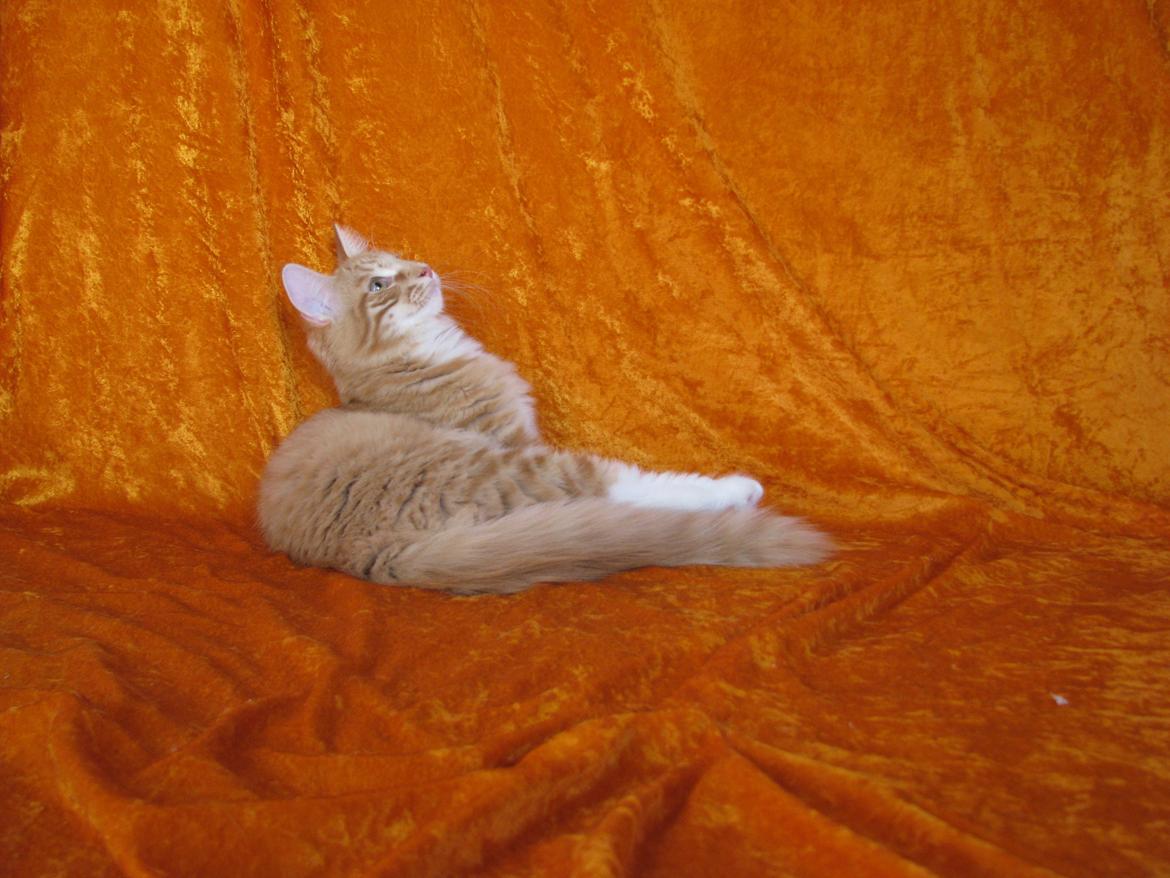 Norsk Skovkat Bil billede 5