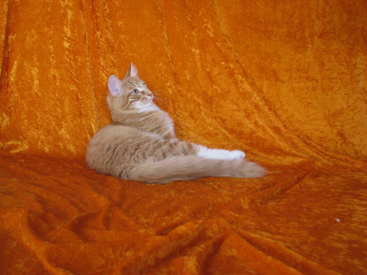 Norsk Skovkat Bil billede 6