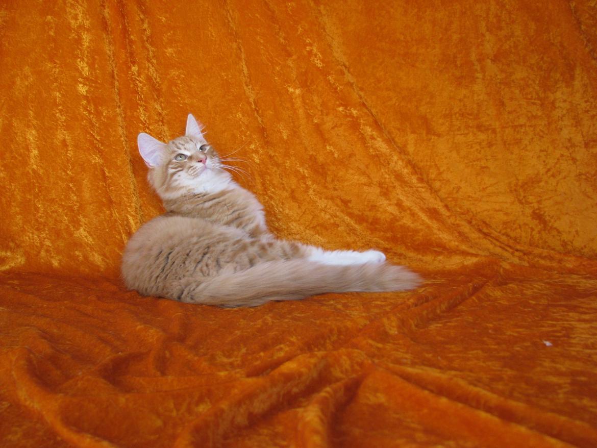 Norsk Skovkat Bil billede 7