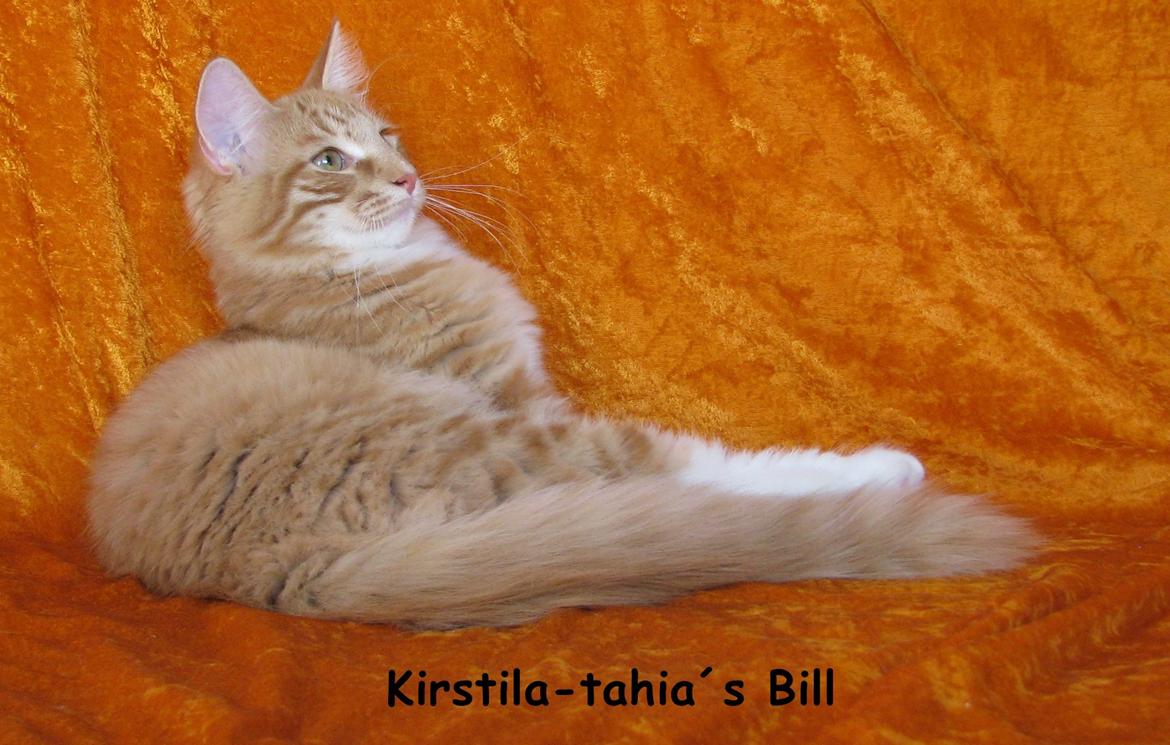 Norsk Skovkat Bil billede 8