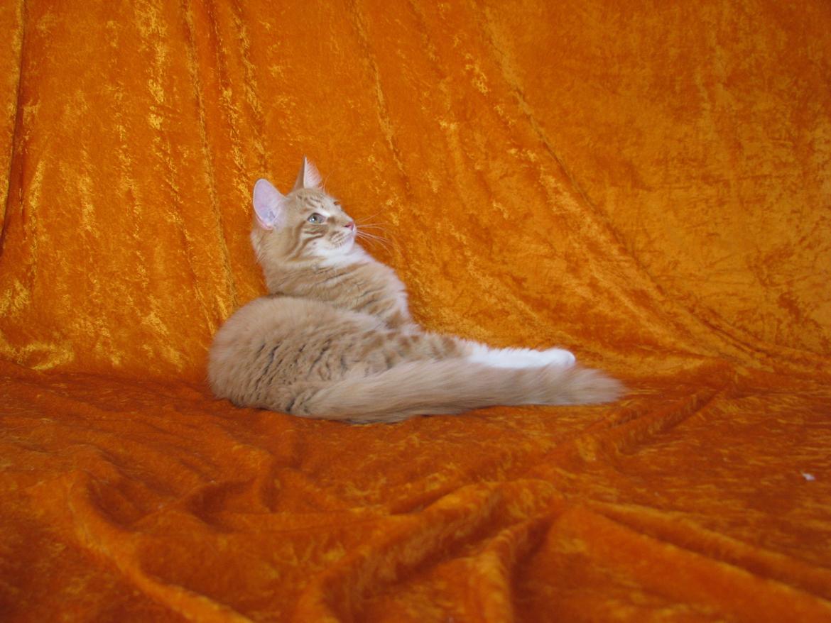 Norsk Skovkat Bil billede 9