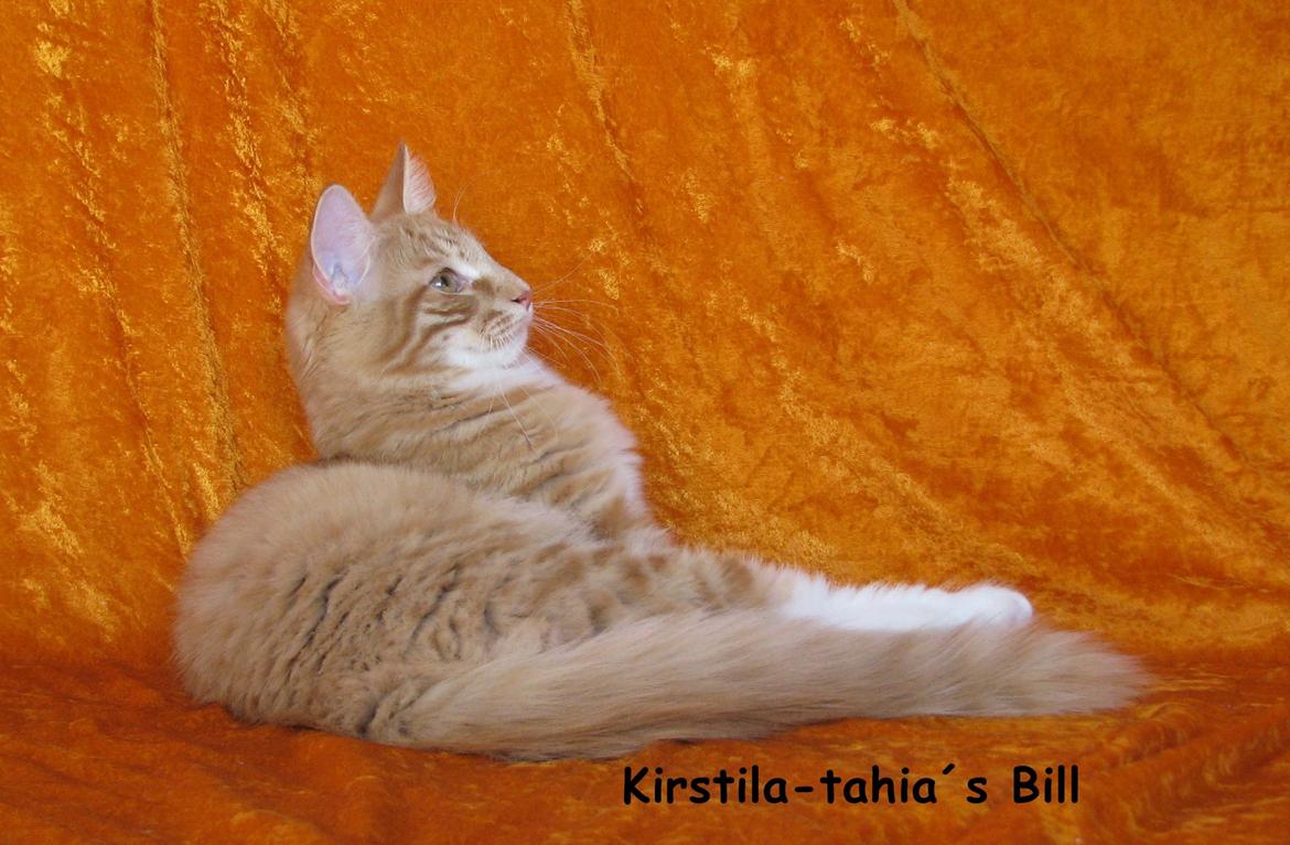 Norsk Skovkat Bil billede 10