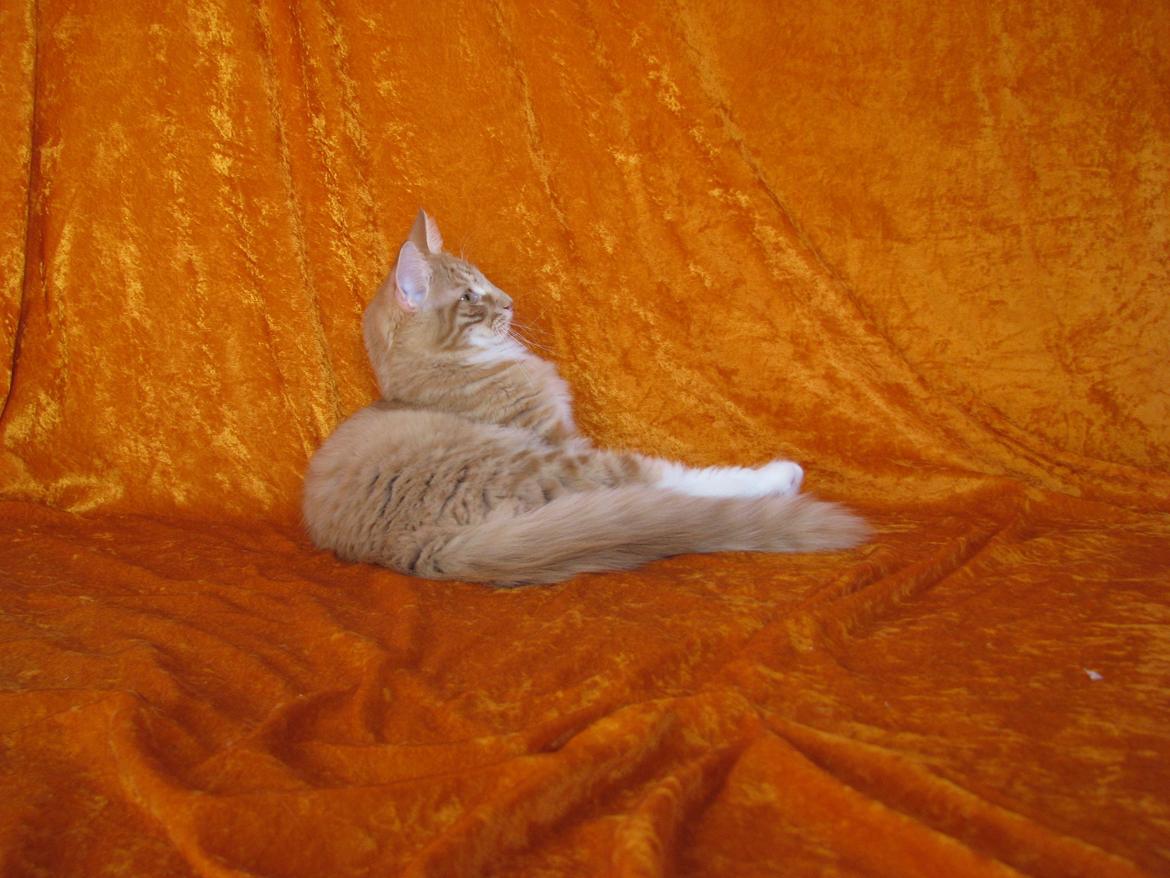 Norsk Skovkat Bil billede 4