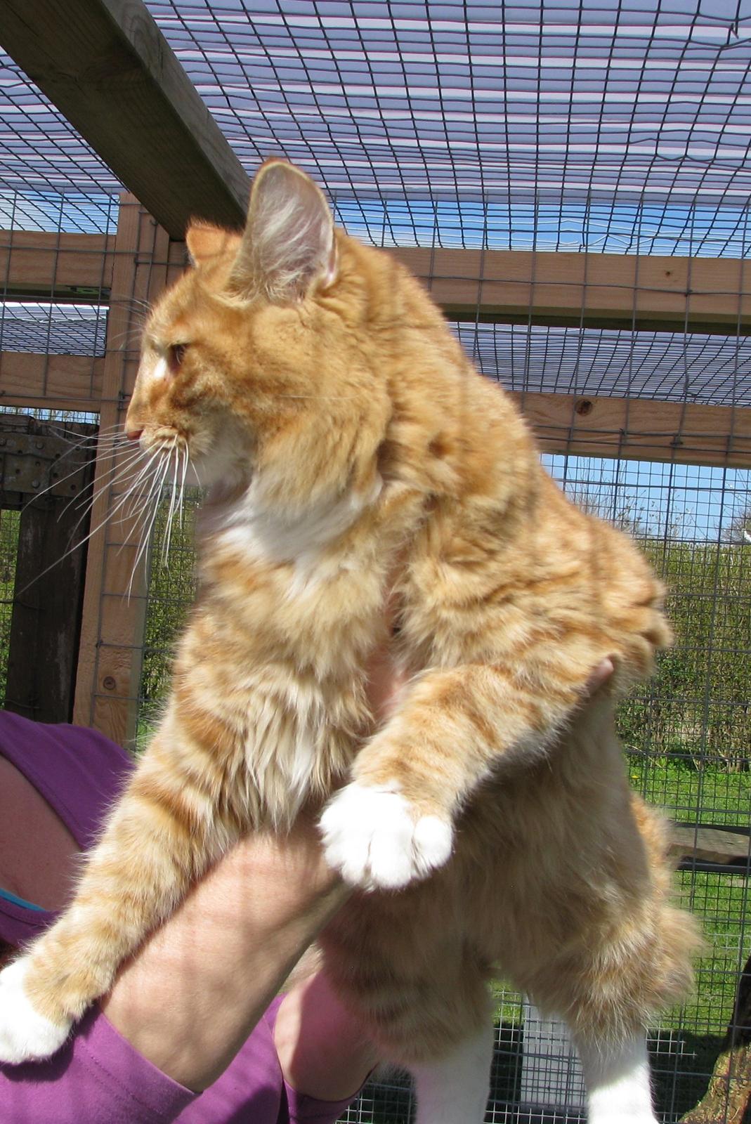 Norsk Skovkat Bil billede 12