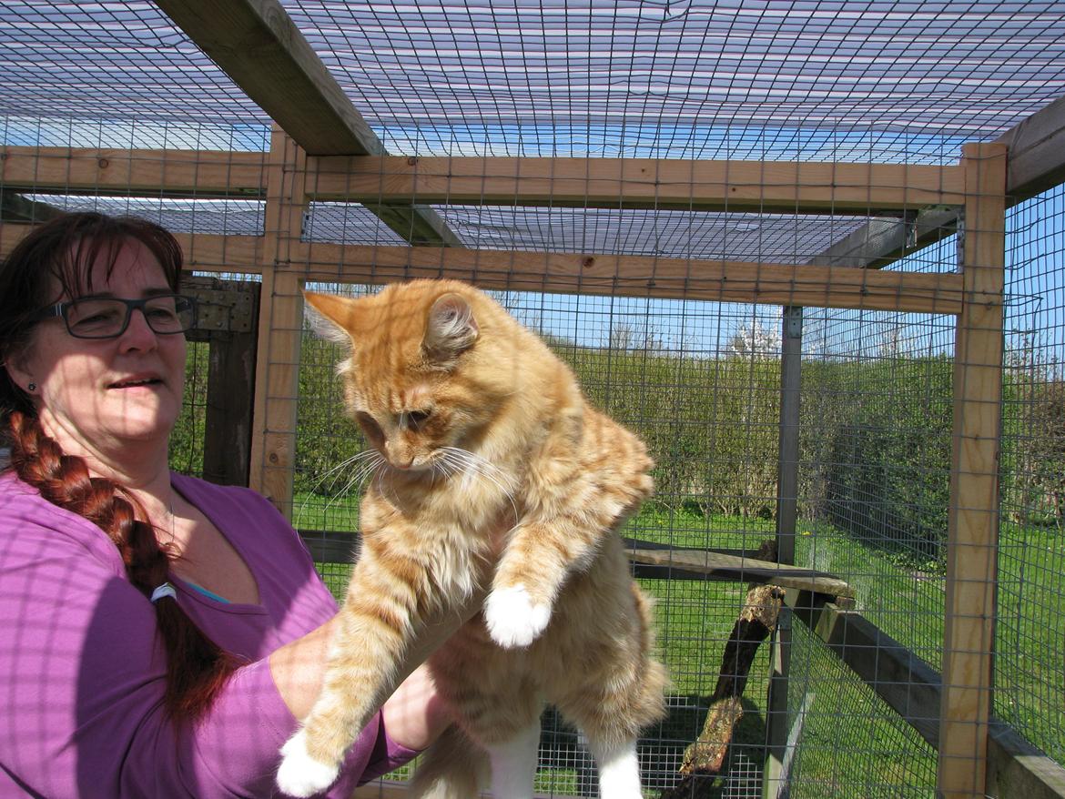 Norsk Skovkat Bil billede 13