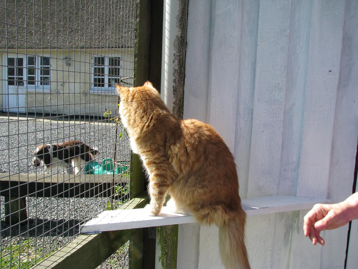 Norsk Skovkat Bil billede 14