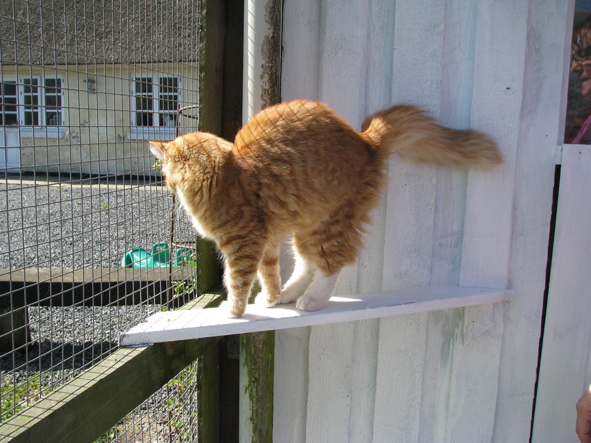 Norsk Skovkat Bil billede 15