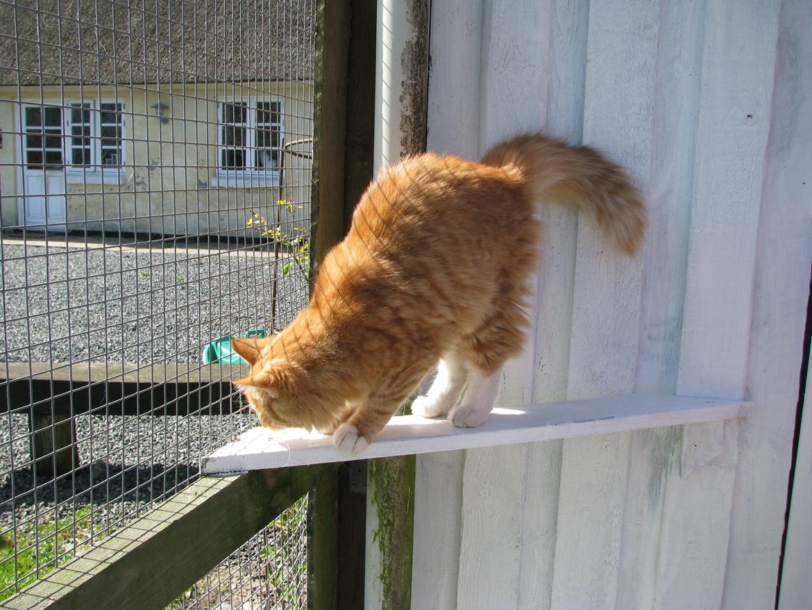 Norsk Skovkat Bil billede 16