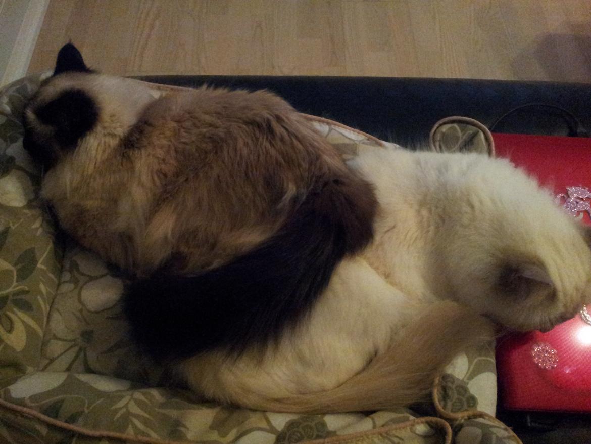 Hellig Birma Elliot - Det er bare sjovt :-) billede 3