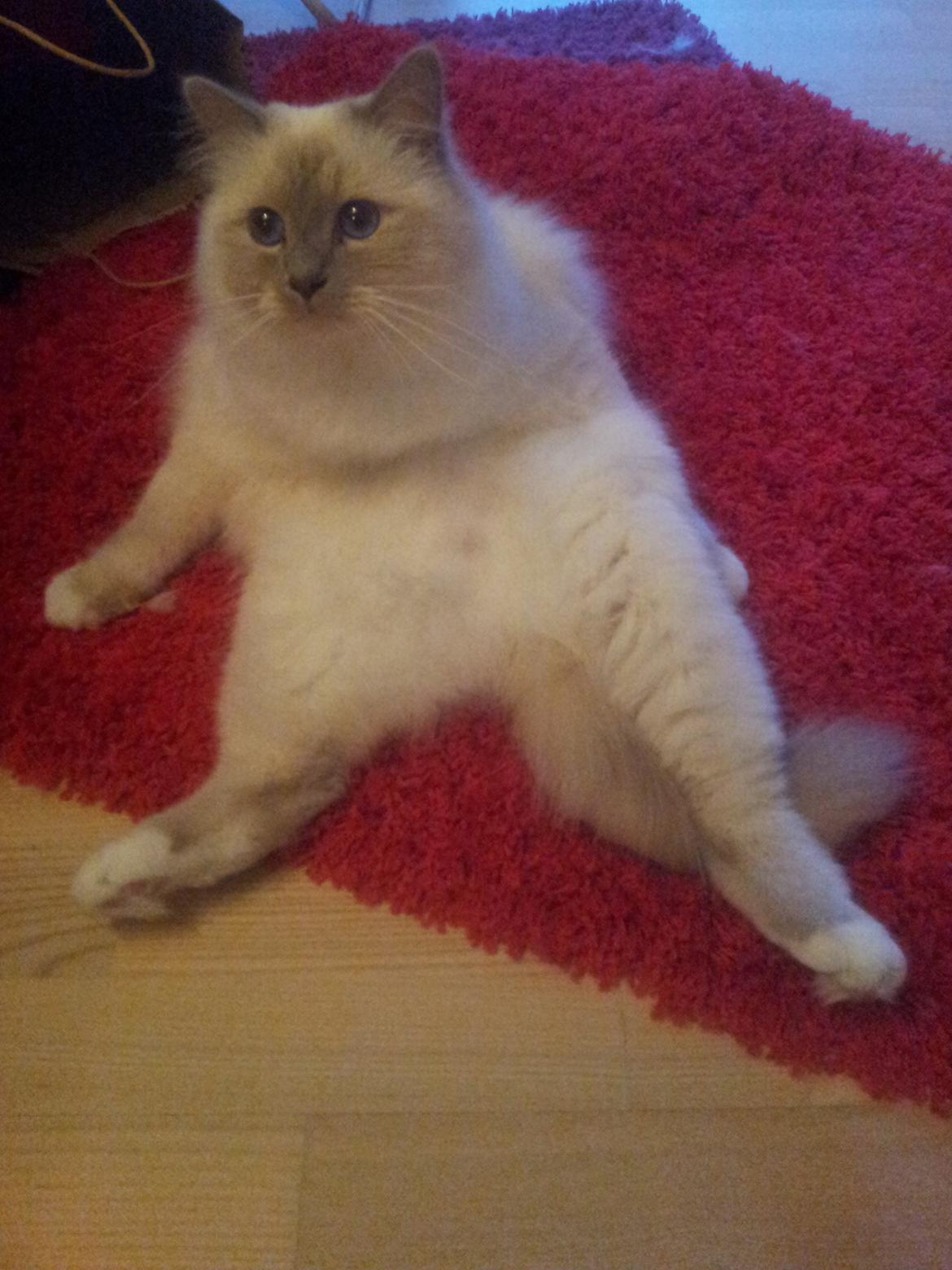 Hellig Birma Elliot - Sådan sidder Elliot tit! billede 5