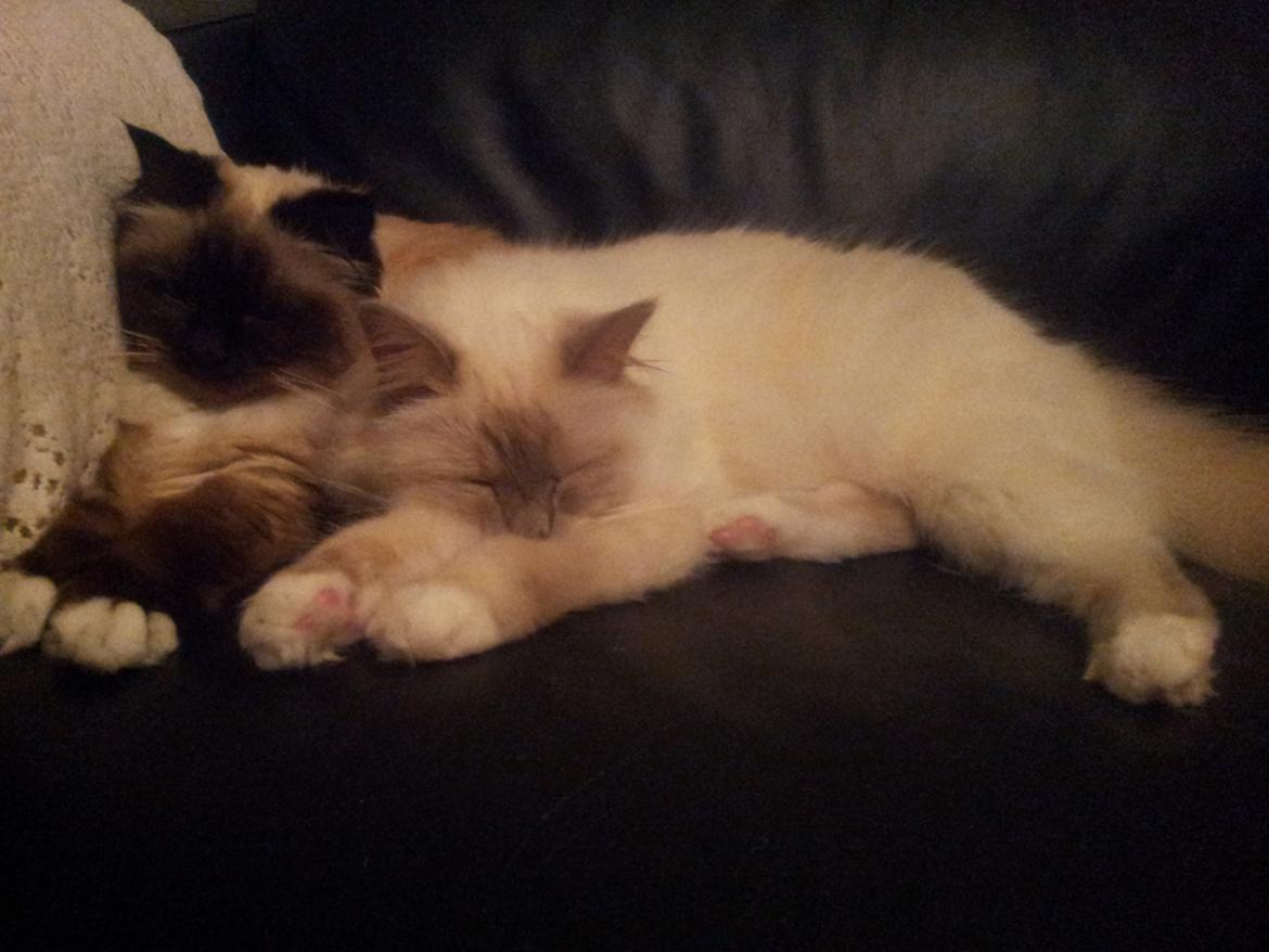 Hellig Birma Elliot billede 2