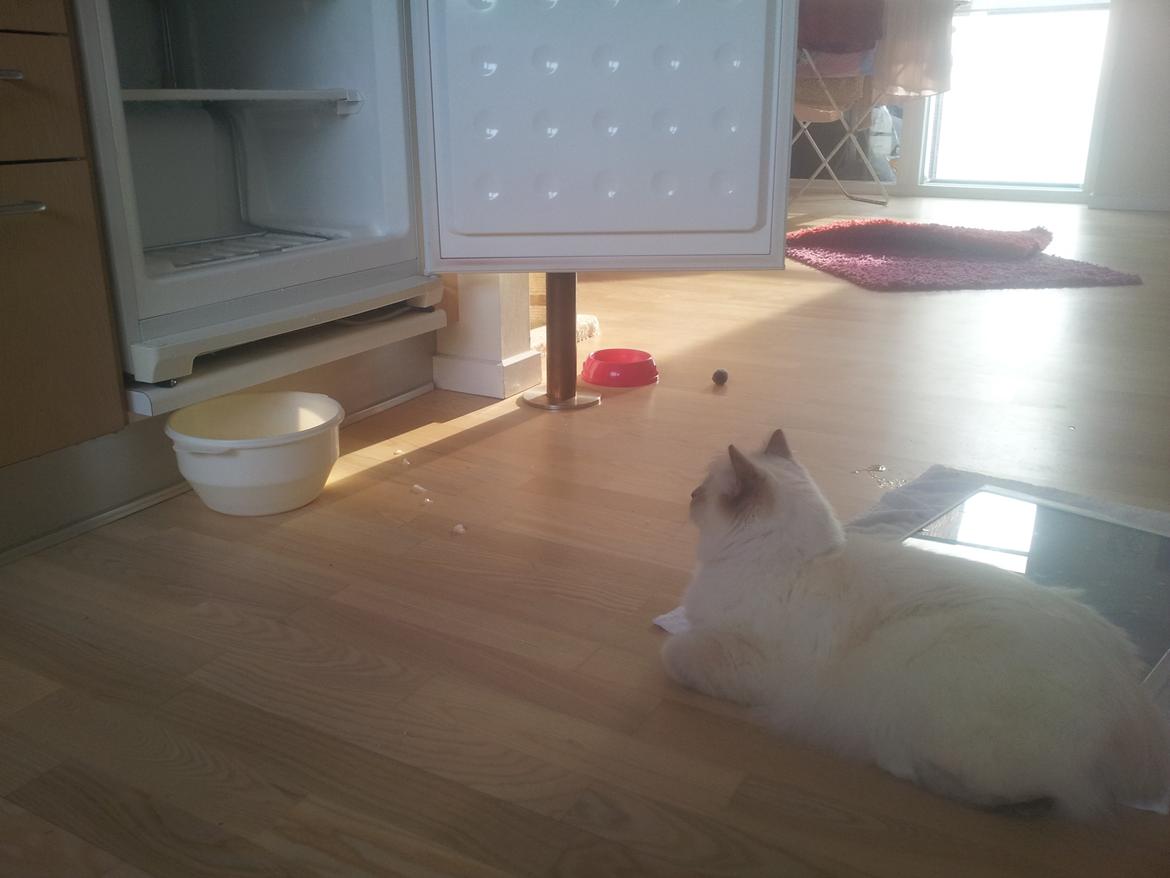 Hellig Birma Elliot - Det er SÅ spændende at se på mens fryseren afrimer! billede 10