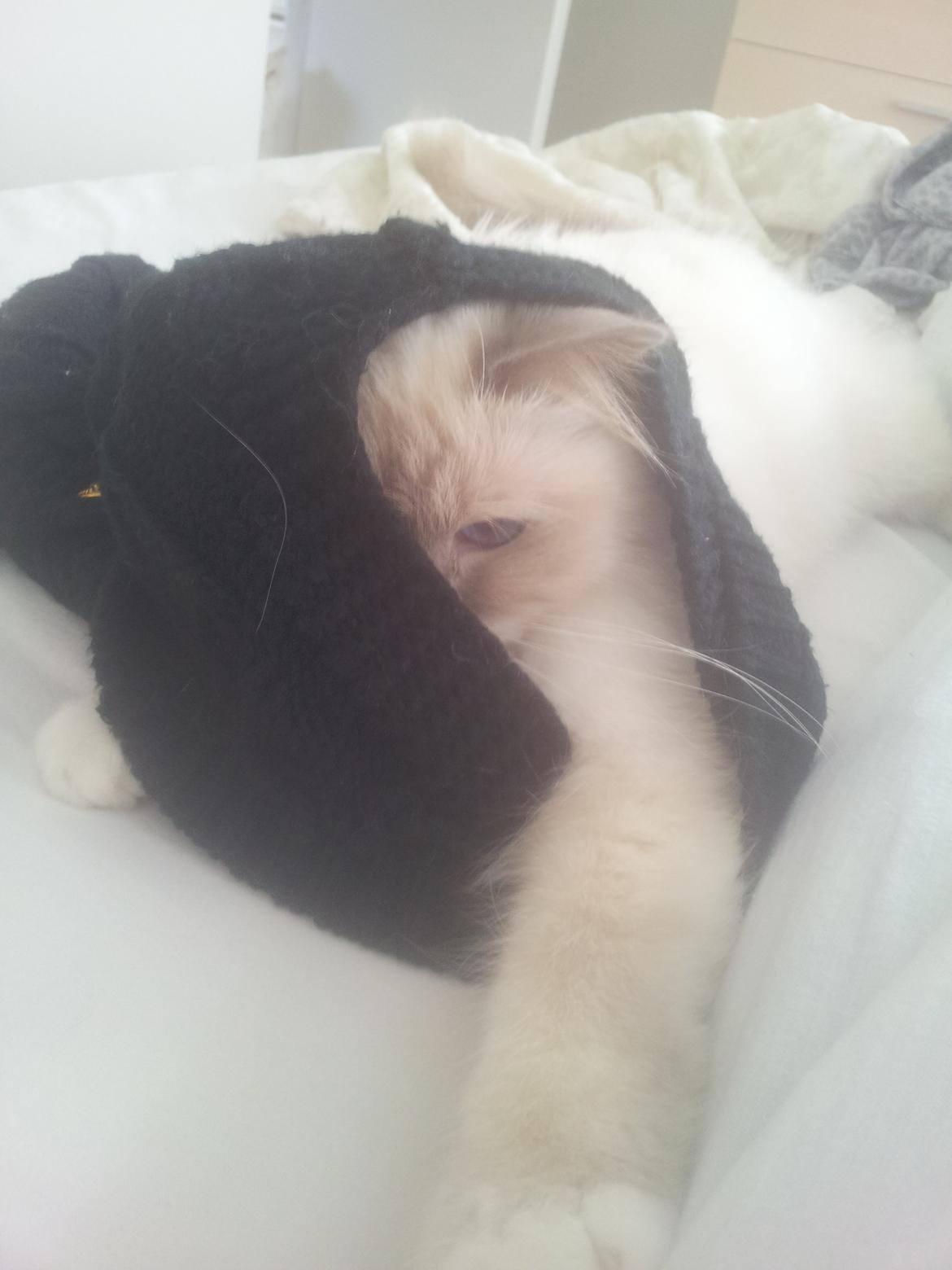 Hellig Birma Elliot billede 9