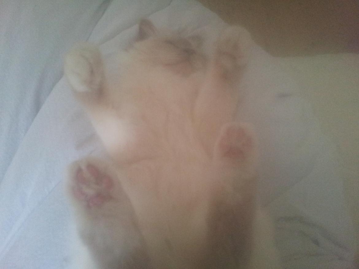 Hellig Birma Elliot billede 8