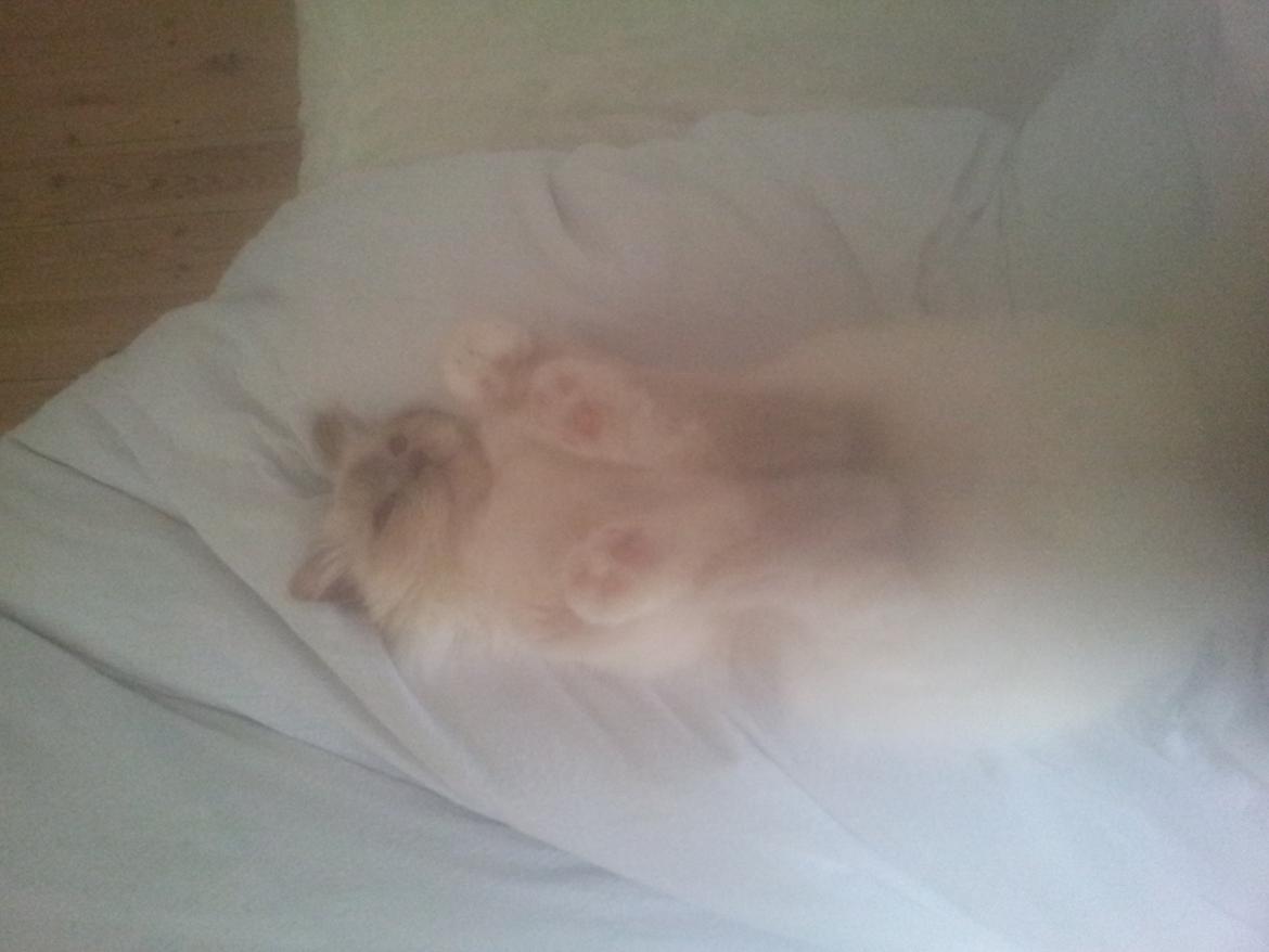 Hellig Birma Elliot - Jooh, han lå skam sådan i temmelig længe og lod som om han sov :-D billede 7