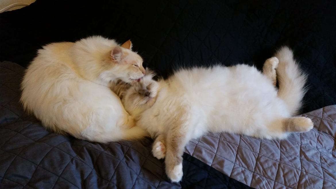 Hellig Birma Elliot billede 6