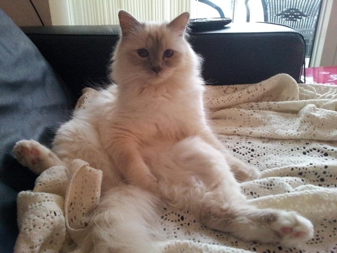 Hellig Birma Elliot billede 4